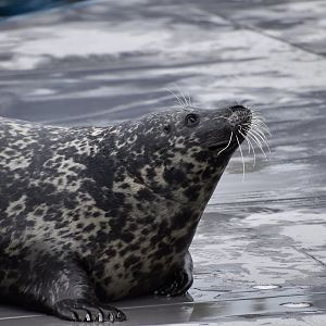 Atlantic Harbor Seal (Phoca vitulina vitulina) - "Pickles"