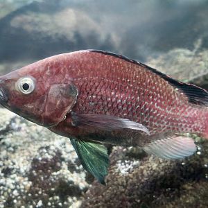 Singida Tilapia (Oreochromis esculentus)