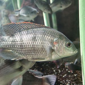 Victoria Tilapia (Oreochromis variabilis)