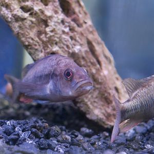 Perrier's Cichlid (Haplochromis perrieri)