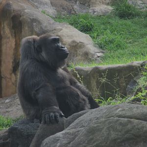 Female Gorilla Chencha