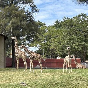 Reticulated Giraffes