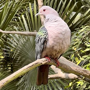 Green Imperial Pigeon