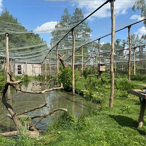South American Walkthrough Aviary