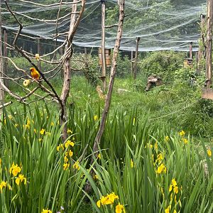 South American Walkthrough Aviary