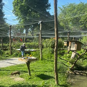 South American Walkthrough Aviary
