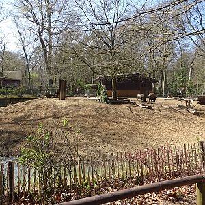 European wild boar enclosure