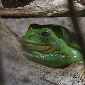 Mexican giant tree frog