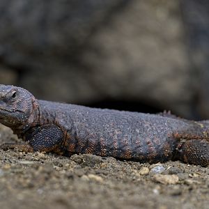 Geyr’s spiny-tailed lizard