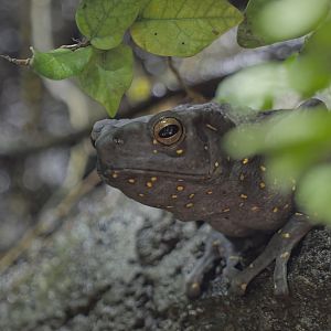 Yellow-spotted tree toad