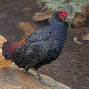 Malay crestless fireback