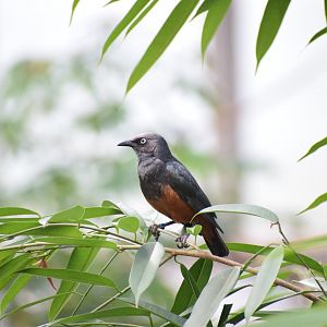 Chestnut-bellied starling