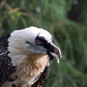 Bearded Vulture (Gypaetus barbatus)