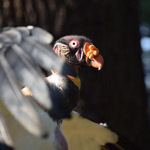 King Vulture (Sarcoramphus papa)