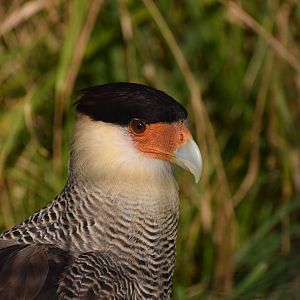 Crested Caracara (Caracara plancus)