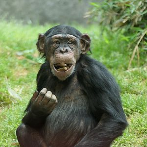 Kitera Forest - Chimpanzee