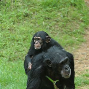 Kitera Forest - Chimpanzee