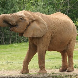Watani Grasslands - African Elephant