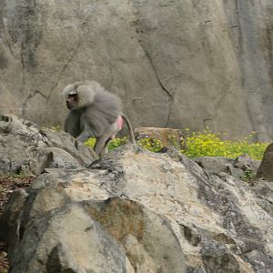 Male Hamadryas Baboon