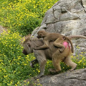 Female and young Hamadryas Baboon