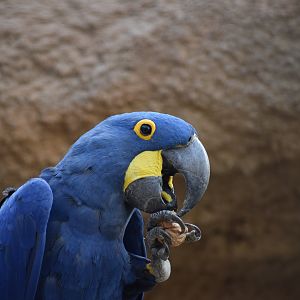 Hyacinth Macaw (Anodorhynchus hyacinthinus)