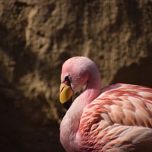 James’s Flamingo (Phoenicoparrus jamesi)