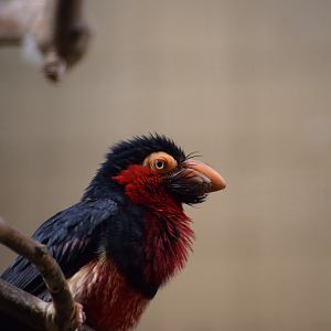 Bearded Barbet (Pogonornis dubius)