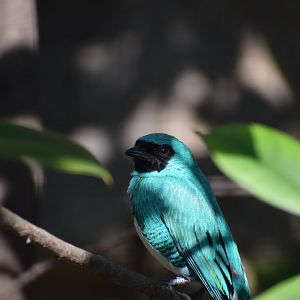 Swallow Tanager (Tersina viridis)