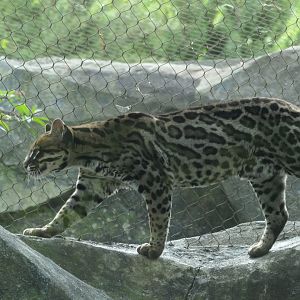 Ocelot