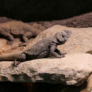 The Desert - Chuckwalla
