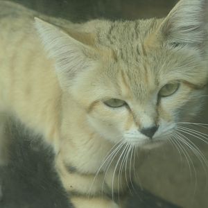The Desert - Sand Cat