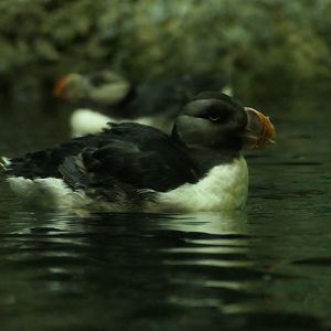 Horned Puffin