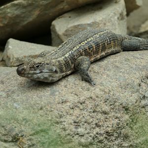The Desert - Giant Plated Lizard
