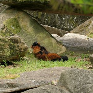 Red Ruffed Lemur