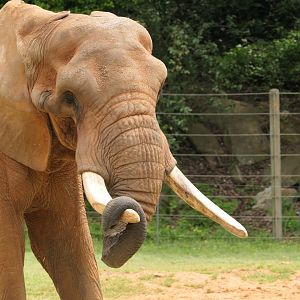 Watini Grasslands - African Elephant