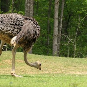 Forest Edge - Ostrich