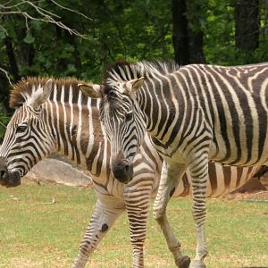 Forest Edge - Plains Zebra