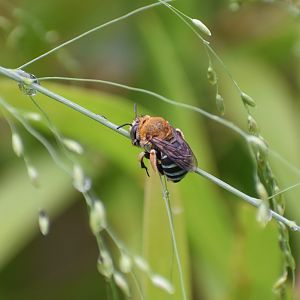 Blue-banded Bee