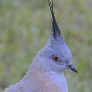 Crested bronze-wing pigeon
