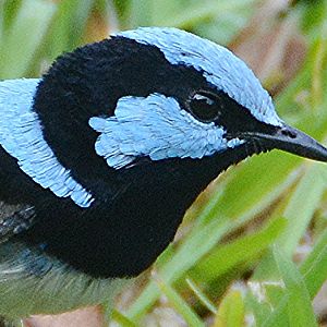 Male blue fairy-wren