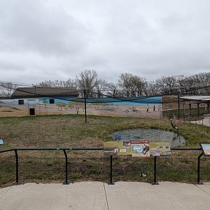Black crowned crane exhibit