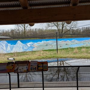 Black necked crane exhibit