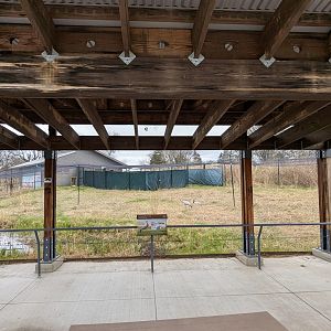 Demoiselle crane exhibit