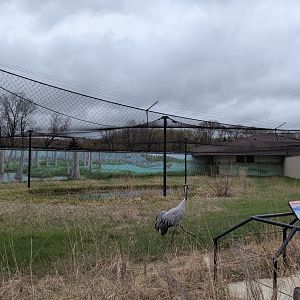 Eurasian crane exhibit