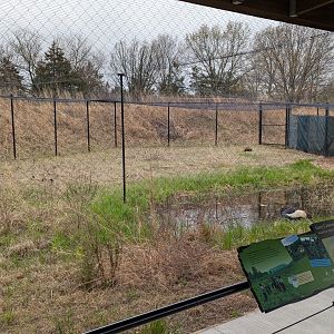 Grey crowned crane exhibit