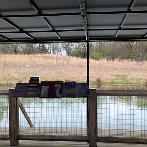 Siberian crane exhibit