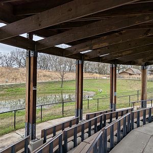 Wattled crane exhibit