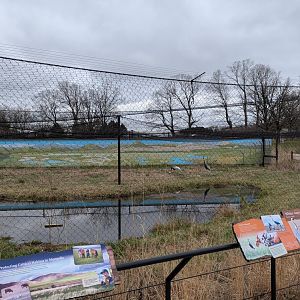 White naped crane exhibit