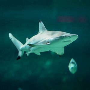 Blacktip Reef Shark