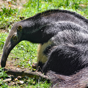 May. 2025 - Giant Anteater